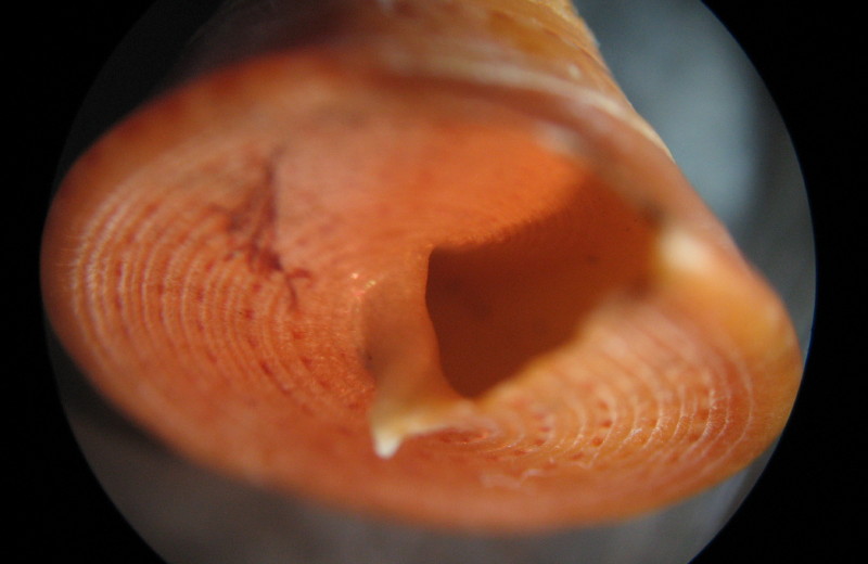 Calliostoma conulum?